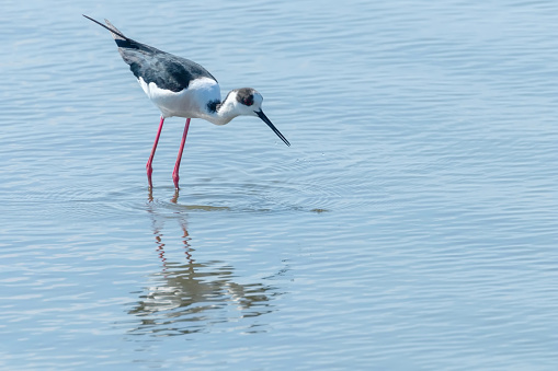 Black Winged Stilt in Water (Himantopus himantopus) Wader Bird Stilt