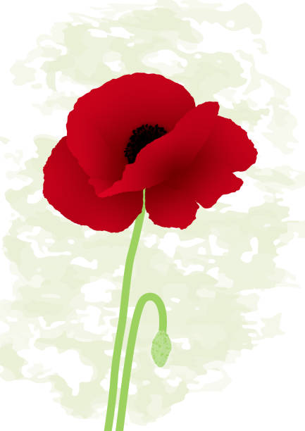 одноместный цветок ярко-красный цветок мака цветок с семенами стручок - stem poppy fragility flower stock illustrations