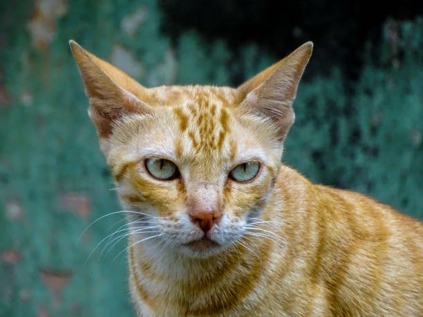 istock THE PORTRAIT OF A CAT 1290871624