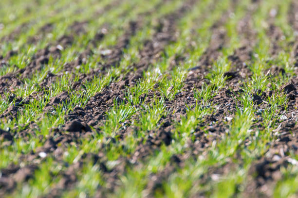 istock Green fields with young wheat sprouts at sunrise green wheat, spring agricultural sunrise 1290871918