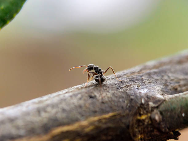 istock Macro ants are looking for food 1290872138