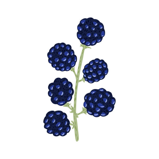 zweig brombeere isoliert auf weißem hintergrund. schöne handgezeichnete symbol mit taubeere auf zweig. - blackberry blueberry raspberry fruit stock-grafiken, -clipart, -cartoons und -symbole