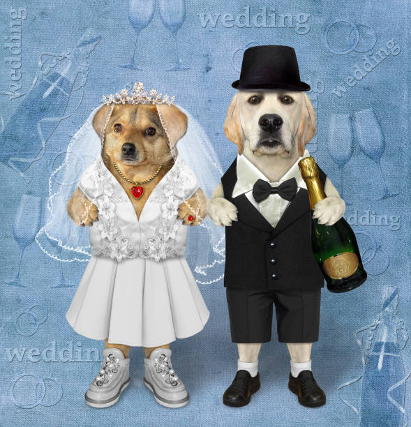 istock Dogs newlyweds in love 2 1290874216