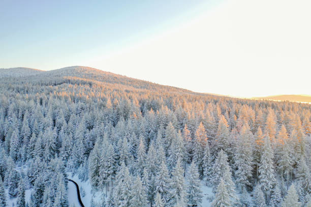 istock Peaceful snowy forest with sunrise over the mountains as background 1290874517