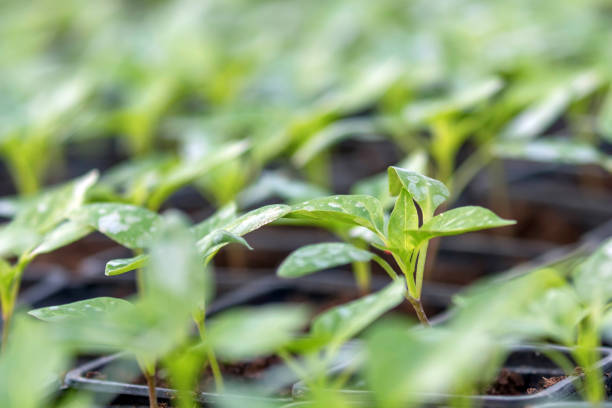Vegetable plant on blurred background. Young plants in nursery plastic tray, Nursery vegetable farm. close up of seedling growing in black plastic tray.