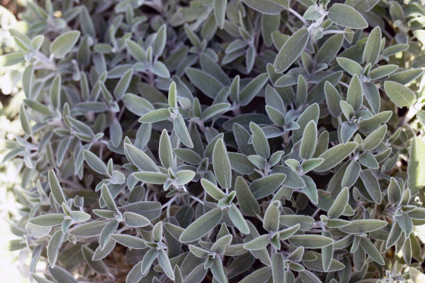 istock Young green sage bush in the forest 1290875645