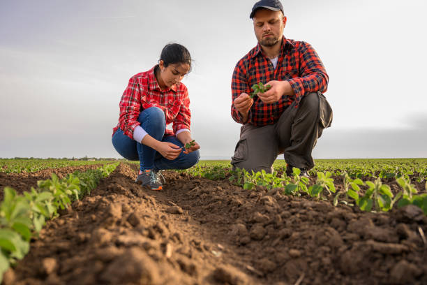 istock Young farmers examing planted young soy in spring 1290875666