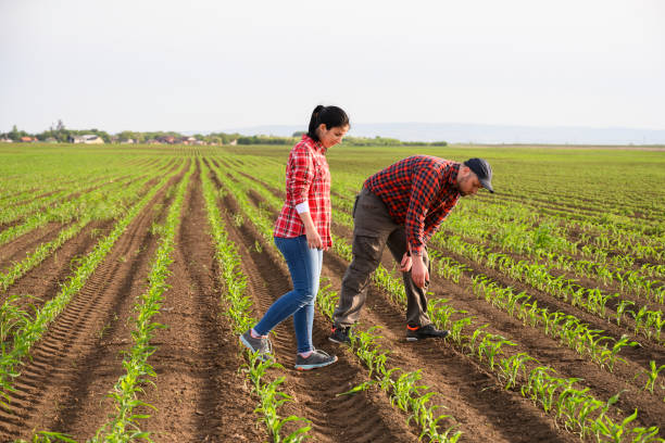 istock Young farmers examing planted young soy in spring 1290875668