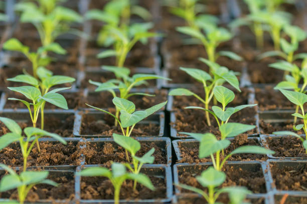 istock Pepper Seedlings, young foliage of pepper, Spring seedlings. Sprouts pepper. 1290876292