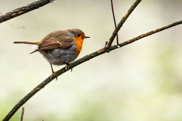 istock Robin sitting on a branch in the forest 1290876697