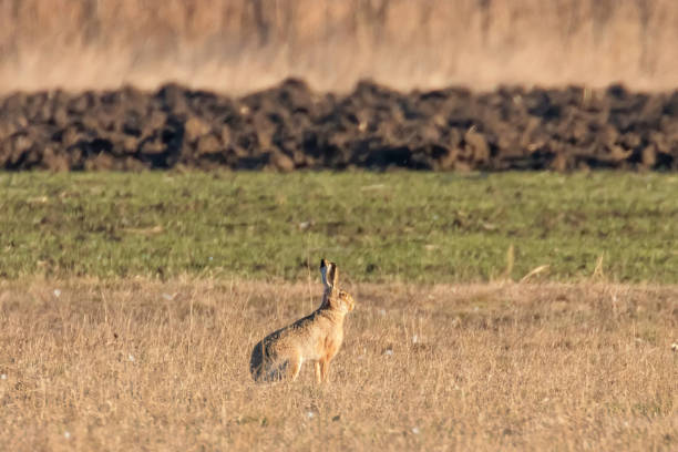 istock European Brown Hare (Lepus europeaus) hiding in field spring time 1290877349