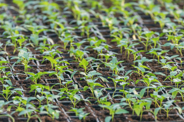 istock Pepper Seedlings, young foliage of pepper, Spring seedlings. Sprouts pepper. 1290877363