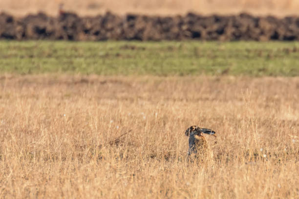 istock European Brown Hare (Lepus europeaus) hiding in field spring time 1290877429