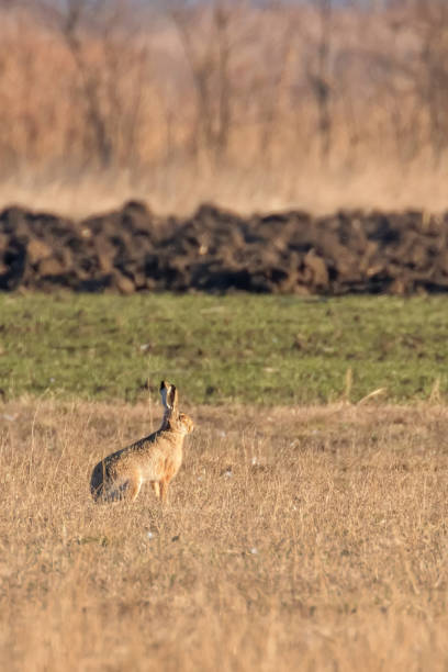 istock European Brown Hare (Lepus europeaus) hiding in field spring time 1290877848