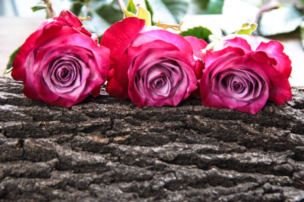 istock Flowers on the bark of a tree. 1290879099