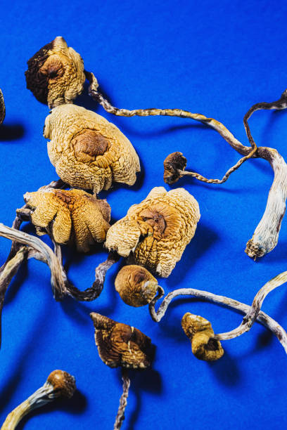 сушеные мексиканские волшебные грибы является psilocybe cubensis на голубой бакграунд. вертикальной - mystery lily стоковые фото и изображения