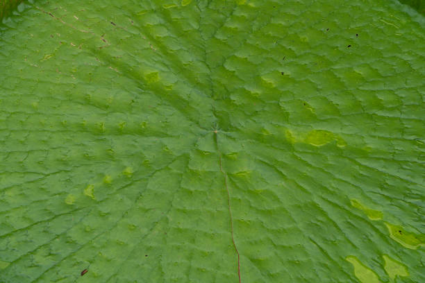 closeup green amazon victoria lotus leaf surface texture background