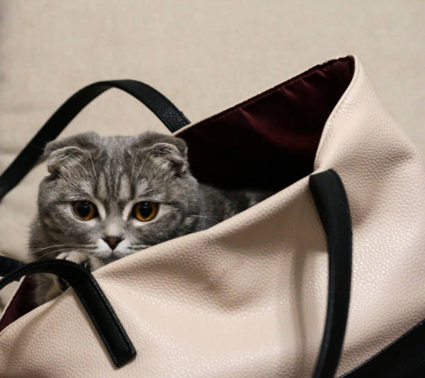 istock Cat sitting in a bag on a light background. 1290880137