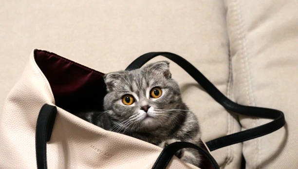 istock Cat sitting in a bag on a light background. 1290880321