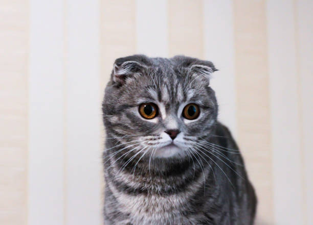 istock Striped cat on a light background. Lop-eared cute cat. 1290880336