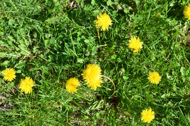 istock dandelion in a meadow of flowers 1290881685