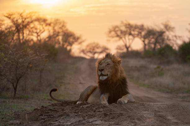 istock Male Lion at Sunset 1290881893