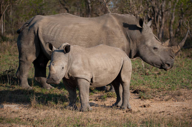 istock White Rhino Cow and Calf 1290882865
