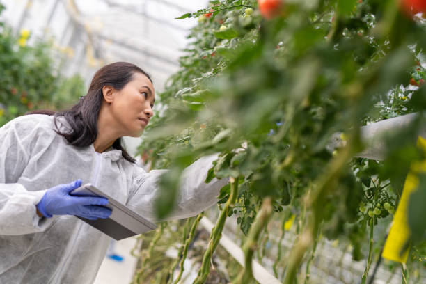 istock Woman Checking Quality Hydroponic Organic Vegetable Farm 1290882929