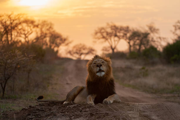 istock Male Lion at Sunset 1290882982