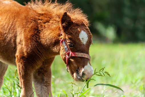 Small brown baby pony on the grass, close up portrait