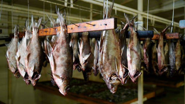 istock Dried Fish in Fish Processing Equipment. Salty Dry Sea Fish. Dried Fish on a Rope 1290883047