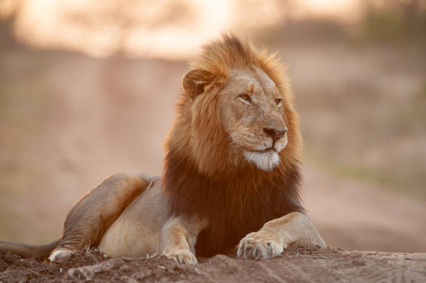 istock Male Lion at Sunset 1290883100