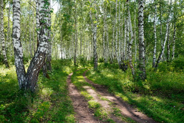 istock A country road goes through a sunny forest, among white birches in summer. 1290883926