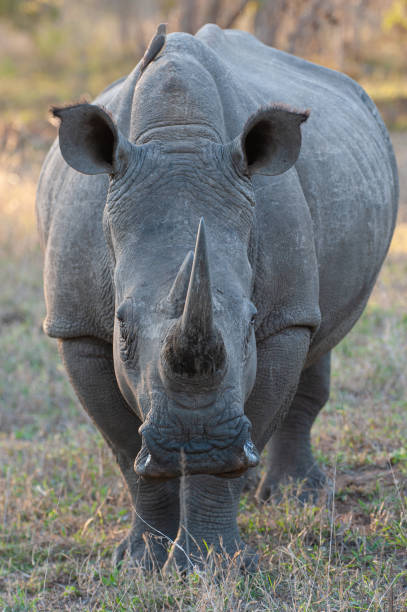 istock White Rhino on Safari 1290883948