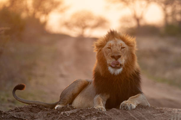 istock Male Lion at Sunset 1290883952