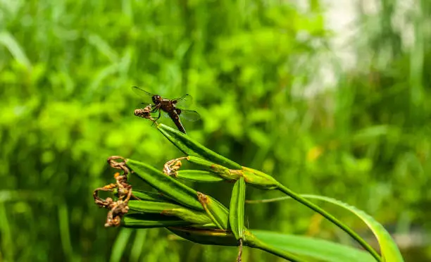 Photo of Dark big dragonfly sharp close up caught seated on water iris sprig on blurred green background, with placeholder