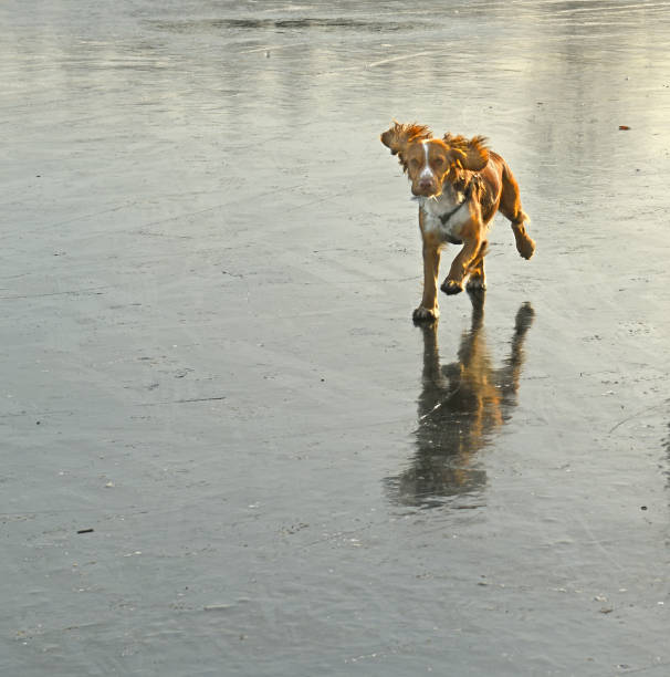 Russian Spaniel runs on ice of lake