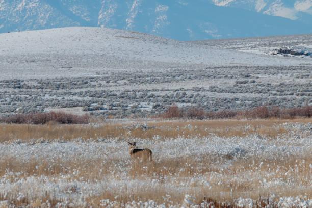 istock Whitetail Deer Buck in Winter in Idaho 1290888539
