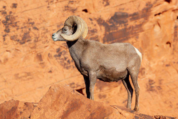 istock Desert Bighorn Sheep Ram 1290890951