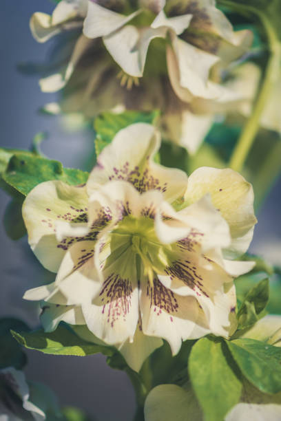 beautiful white blooming helleborus spring winter flower copy space background - fog tree purple winter imagens e fotografias de stock