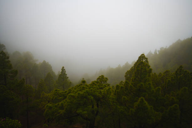 istock green pine forest in dense fog 1290893169