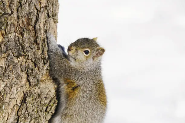 Portrait of a tree climbing squirrel on white background