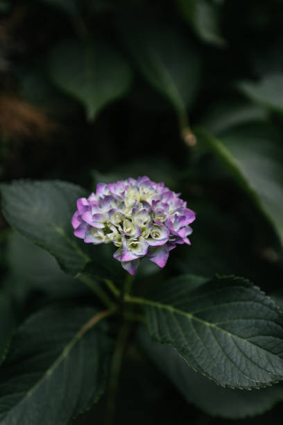 istock close up of a flower 1290894483