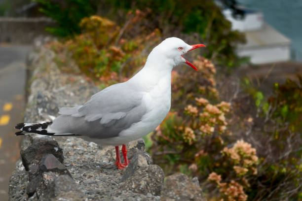 istock Red-billed gull beak wide open on coastal cliff on Whitewash Head Road 1290895623