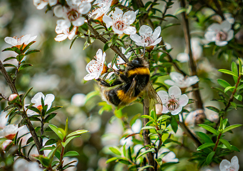 Bee polinating white flowers of NZ manuka tree.