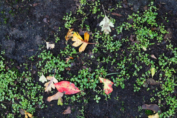 A substrate as unpromising as an asphalt path can still raise new plants, helped by autumn leaf fall. The leaves eventually disintegrate into a brown mulch that nourishes new seeds in a process known as primary colonisation.