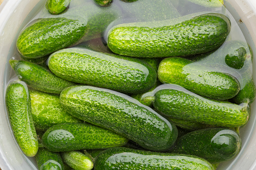 Gherkins with water in a barrel
