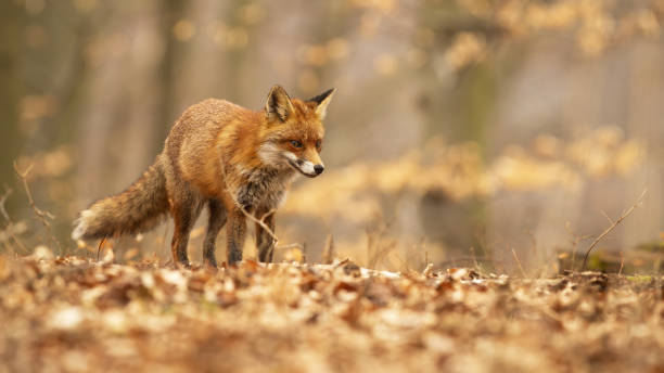 istock Cute red fox with fluffy tail wandering through young trees 1290898567