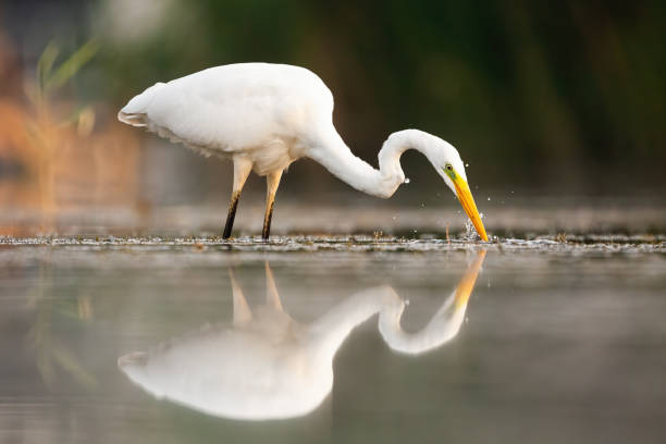 istock Great egret drinking in water in summertime nature 1290898601