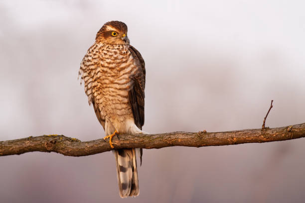 istock Eurasian sparrowhawk resting on branch in autumn. 1290899136